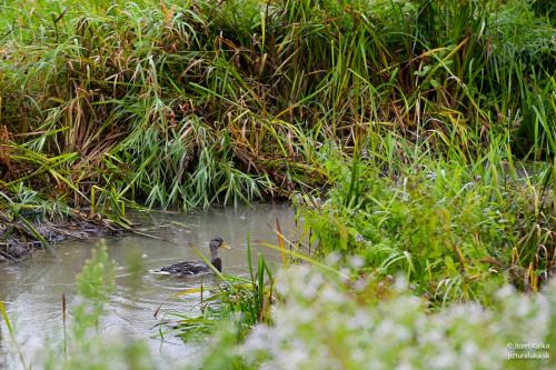 memorial_kolomana_slimaka_pzturaluka_2023-130