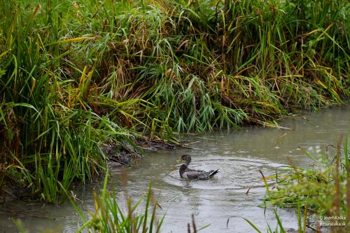 memorial_kolomana_slimaka_pzturaluka_2023-131